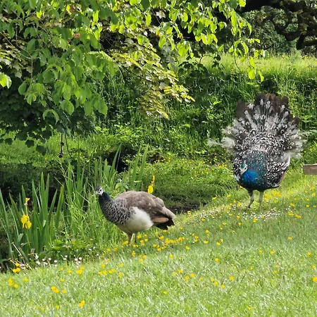 Hall - The Old Dairy *